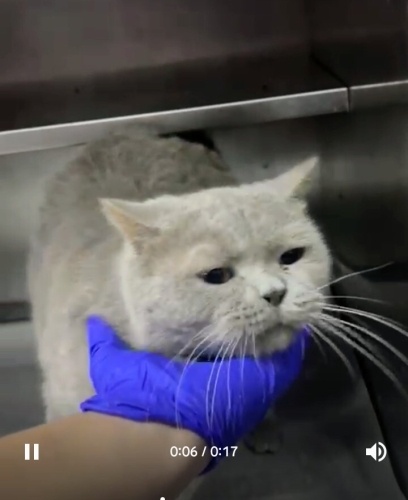 Barınağa atıp gitmisler fotoğraf