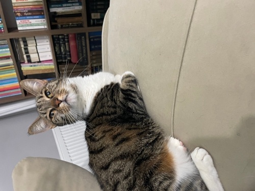 MÜLAYİM BİR KIZDIR SEVİLMEYİ ÇOK SEVER fotoğraf