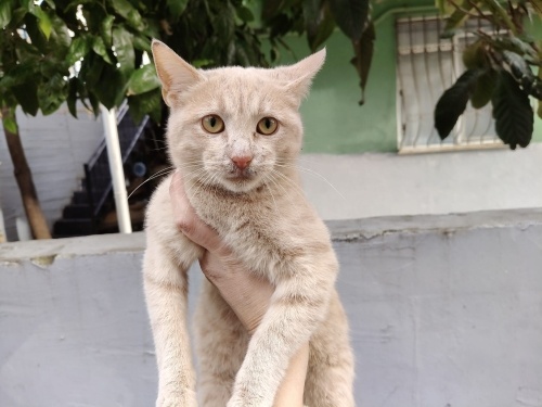 YAKIŞIKLI SARMAN YUVA ARIYOR fotoğraf