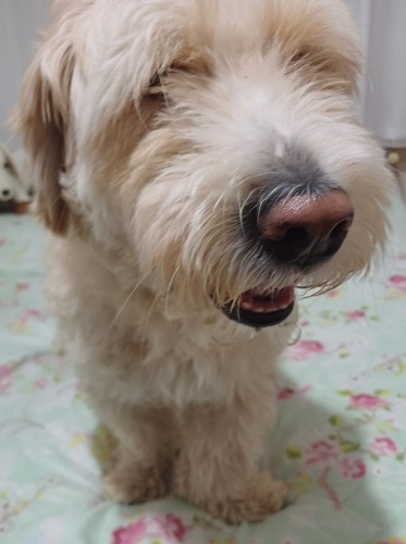 5 yaşında erkek terrier köpek fotoğraf