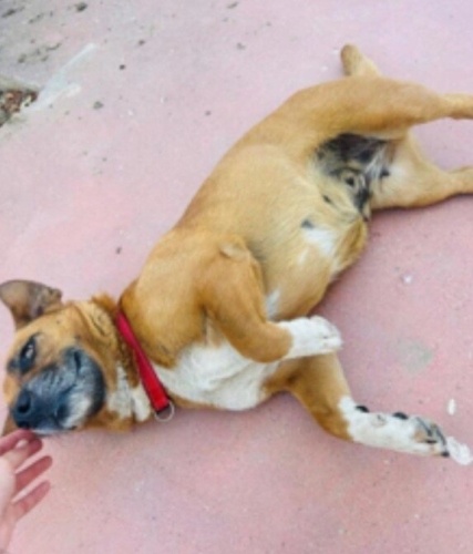 CHİWEENİE (DACHSHUND - CHİHUAHUA)‼️KISIR‼️ fotoğraf