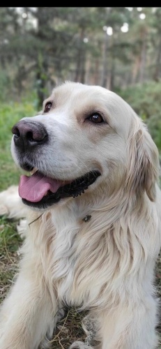 BABY FACE GOLDEN fotoğraf