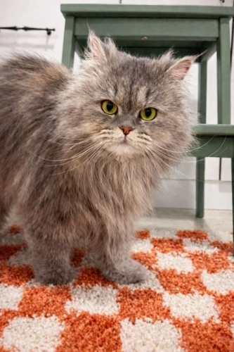 GÜZELLER GÜZELİ İRAN PRENSESİ‼️KISIR‼️ fotoğraf