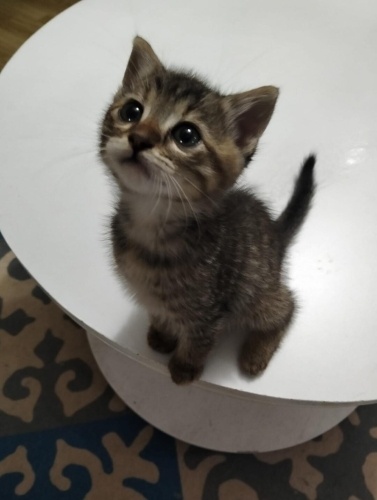 50 GÜNLÜK TEKİR KIZ ÖMÜRLÜK YUVASINI ARIYOR GAZİOSMANPAŞA fotoğraf