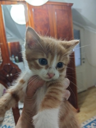 50 GÜNLÜK 2 SARMAN YAVRU YUVA ARIYOR GAZİOSMANPAŞA fotoğraf