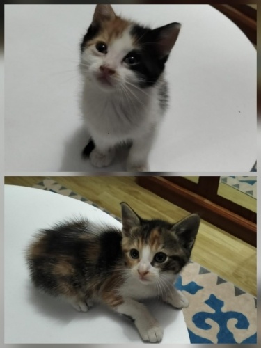 50 GÜNLÜK CALİCO KIZLAR ÖMÜRLÜK YUVALARINI ARIYORLAR GAZİOSMANPAŞA fotoğraf