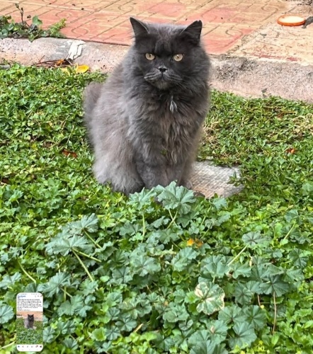 ACİİLL OLARAK GEÇICİ YA DA KALICI YUVA OL‼️ fotoğraf