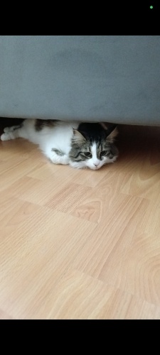 İlgi delisi bir kedi kendi halinde ısırma bilmez fotoğraf