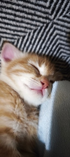 3 kardeş pamuk minikler fotoğraf