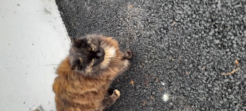 İnsan canlısı ama birazda ürkek fotoğraf