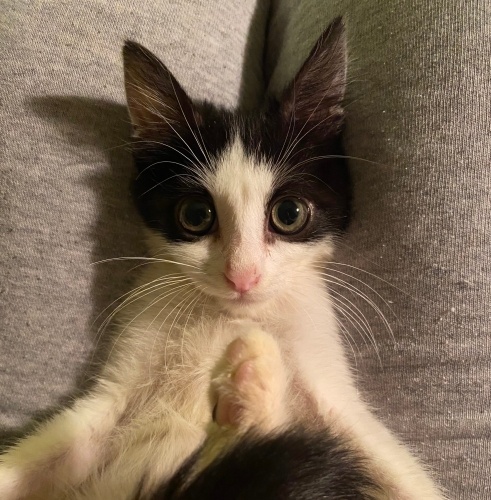 Öpüşgen salon erkeği omuz kedisi fotoğraf