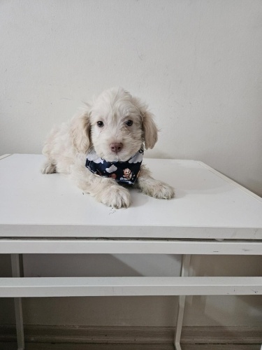 2 aylık Maltipo fotoğraf