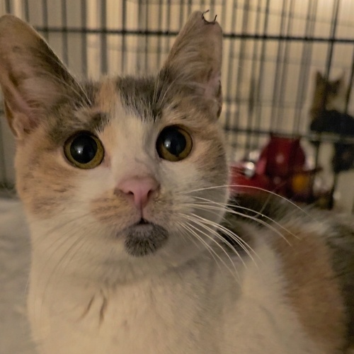 Kısır ve Çipli Minik Bonbon🍬 fotoğraf