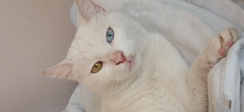 Güzeller güzeli Maya fotoğraf