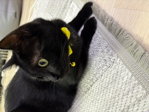 Çok sevecen tatli bir kedi acil yuva aranıyor fotoğraf