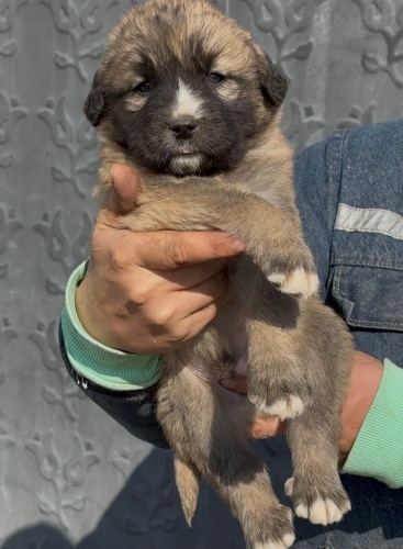 Kafkas çoban köpeği fotoğraf