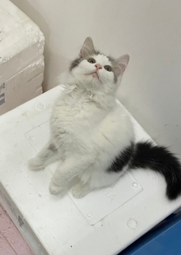 Çok acil yuva arıyorum bu tatlı kızıma fotoğraf