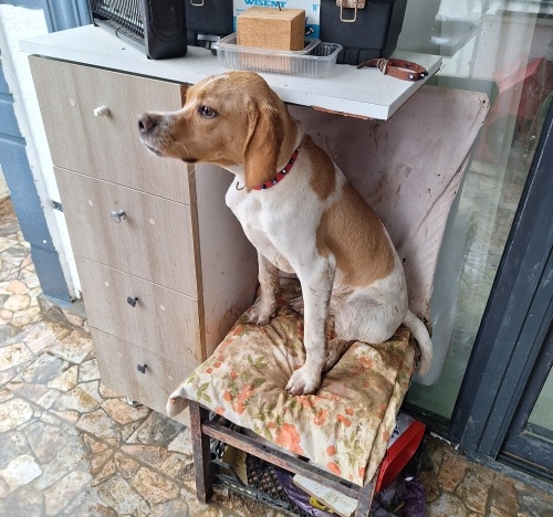 Eğlenceli, hareketli, sevgi dolu bir kız fotoğraf