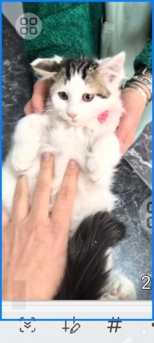 Çok acil yuva arıyoruz fotoğraf