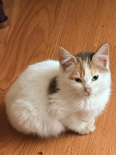 ACİL SAHİPLENDİRİLECEK YAVRU KEDİ fotoğraf