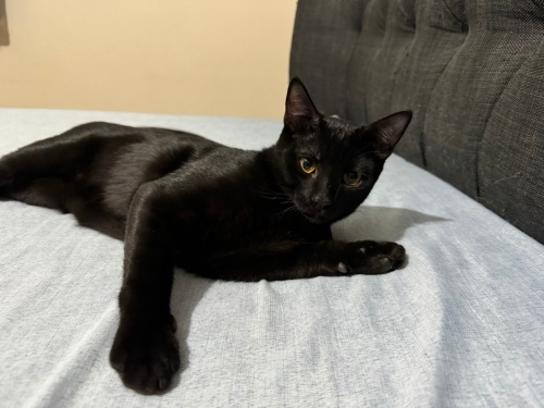 Çipli, kısır, cana yakın erkek bombay yuva arıyor! Barınağa gitmesin fotoğraf