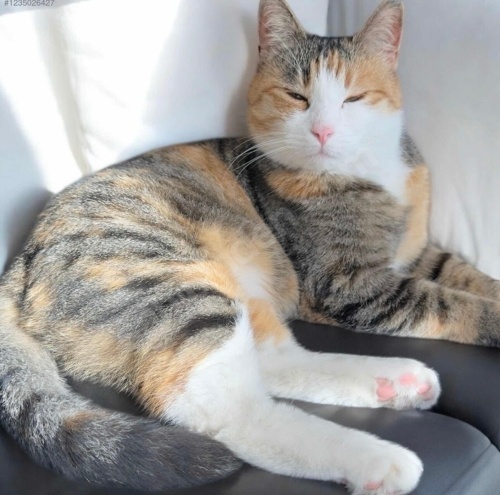 3 yaşında kısır dişi kedimmize yuva arıyoruz fotoğraf