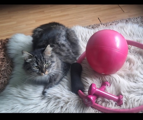 Acil yuva aranıyor fotoğraf