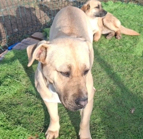 Güleç yuva arıyor fotoğraf