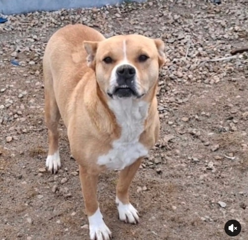 Çerez yuva arıyor fotoğraf