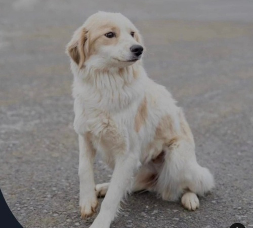 Pamuk yuva arıyor fotoğraf