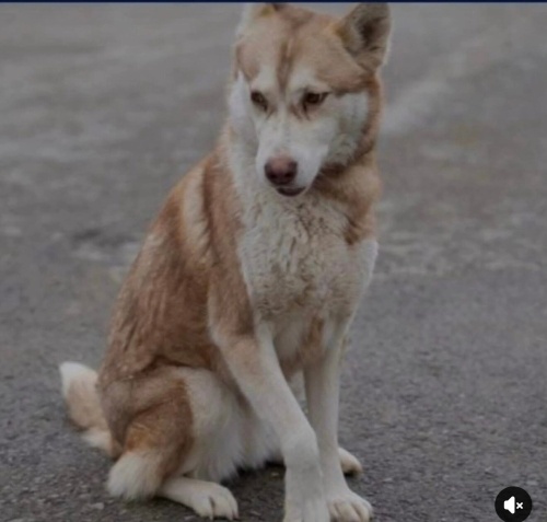 Lili yuva arıyor fotoğraf