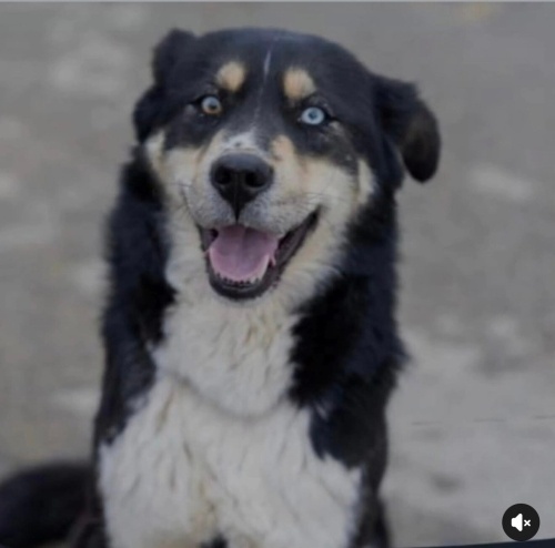 Zıpır yuva arıyor fotoğraf