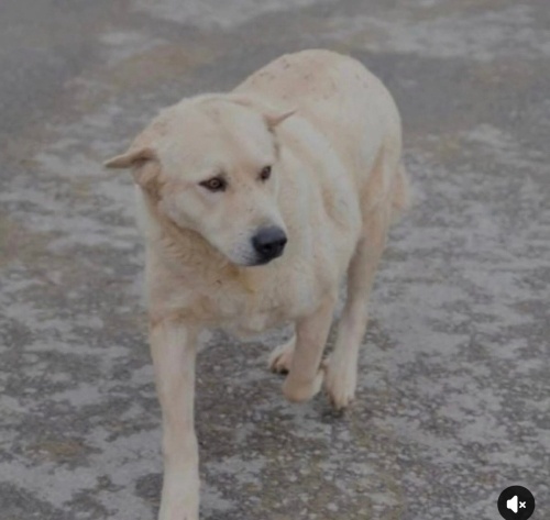 Bambi yuva arıyor fotoğraf