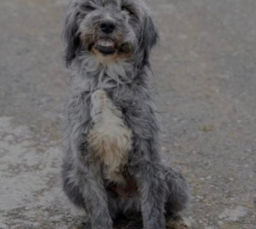 Duman yuva arıyor fotoğraf