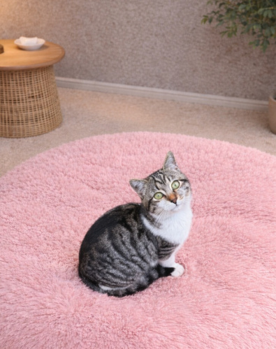 TİMMY YUVA ARIYOR fotoğraf