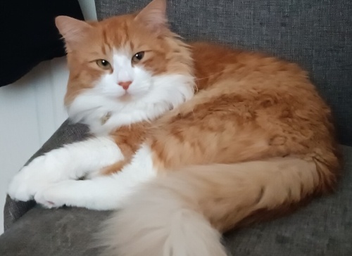 Acil yuva - Çankaya fotoğraf