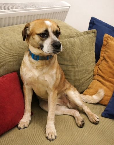 LOKİ YUVA ARIYOR fotoğraf