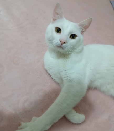 Ömürlük yuva aranıyor fotoğraf