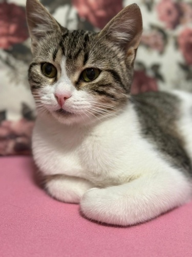 NARİN ÖMÜRLÜK YUVASINI ARIYOR fotoğraf