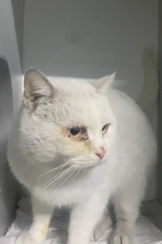 1 yasinda erkek kedimiz fotoğraf