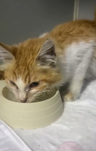 4 aylik yavrumuza yuva fotoğraf