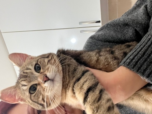 Masajcı mır mır kedi fotoğraf