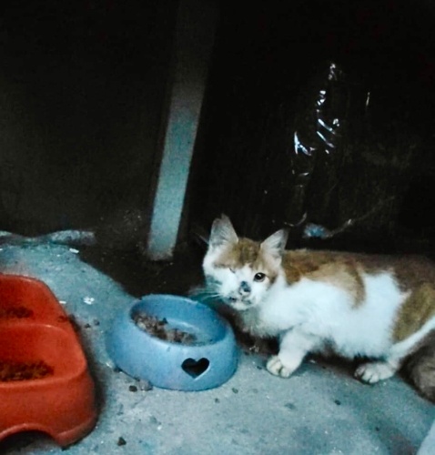 TEK GÖZLÜ SARMAN YUVA ARIYOR fotoğraf