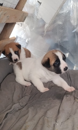 Acil yuva aranıyor fotoğraf