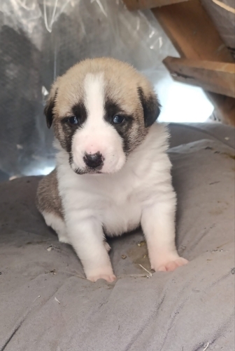 Acil yuva aranıyor fotoğraf