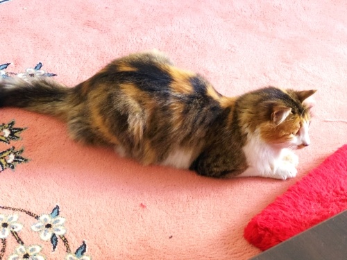 Sıcakkanlı ,sevgi manyağı bir hanım. fotoğraf