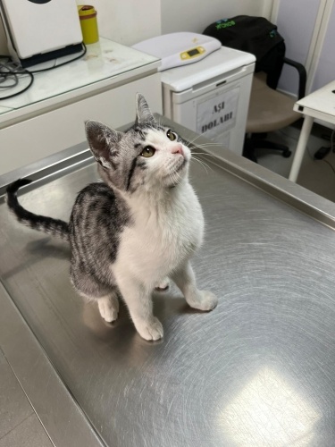 Oyuncu ve sevimli kedicik fotoğraf