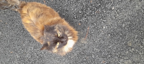 Uzun tüyleri gizemli bakışları ile büyüleyici bir güzellik fotoğraf