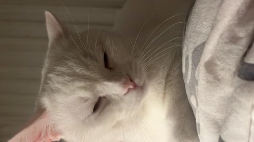 Temas seven kedimiz Lina fotoğraf