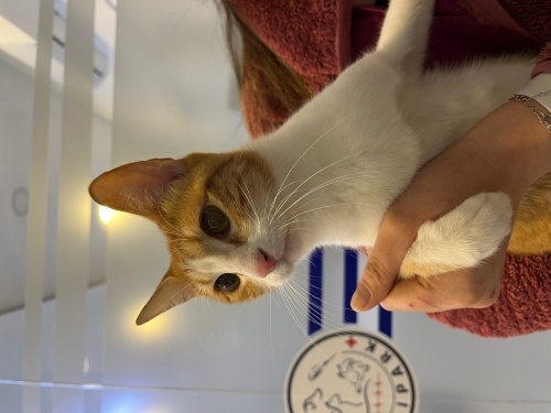 Şaşkın Bakışlı Minyon Çocuk fotoğraf